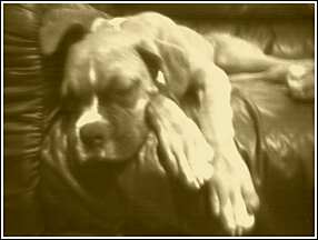 polly_bw_sleepin