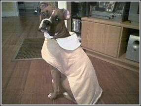 polly_s_new_coat
