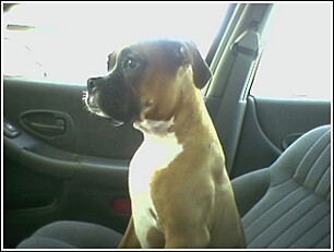 polly_starin_at_sonic