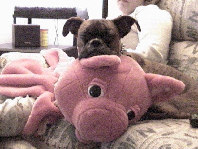 Pongo and his favorite toy.