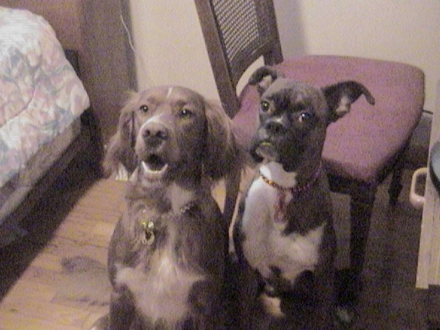 Pongo and Hunter