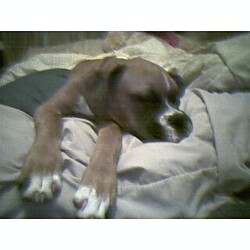 pooboo_sleeping