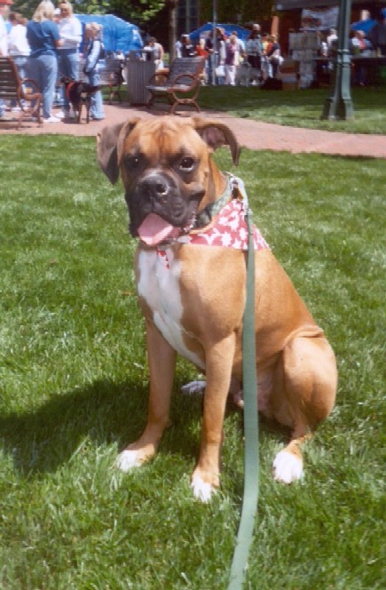 Pooch Parade 2003