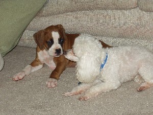 poodle vs boxer