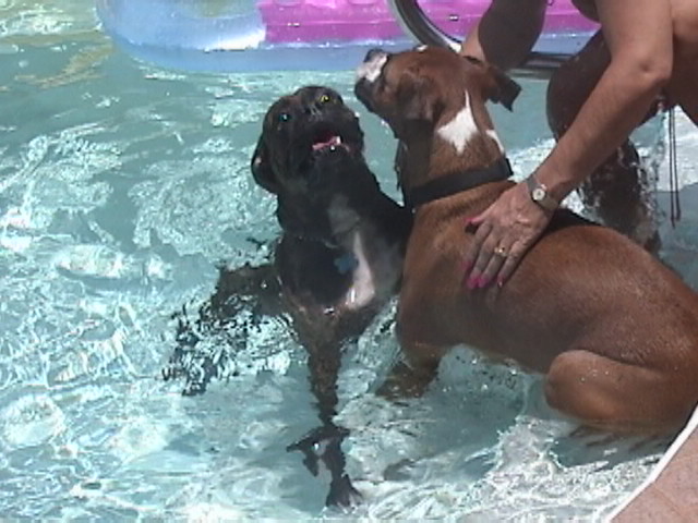 Pool buddies
