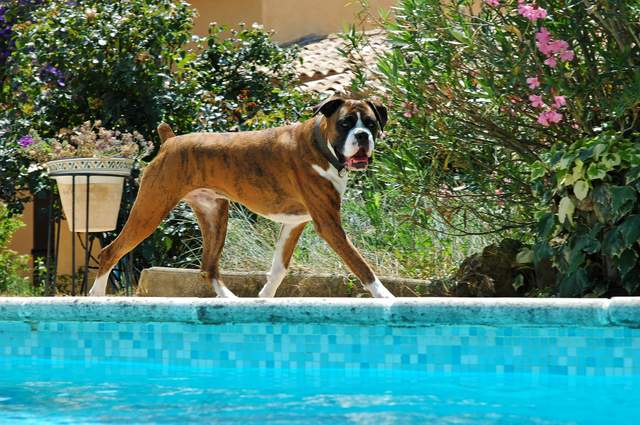Pool patrol