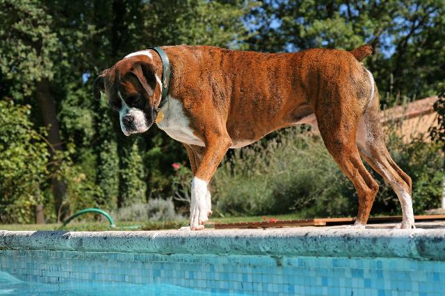 Pool puppy