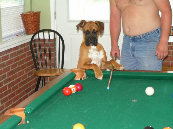 Pool Shark
