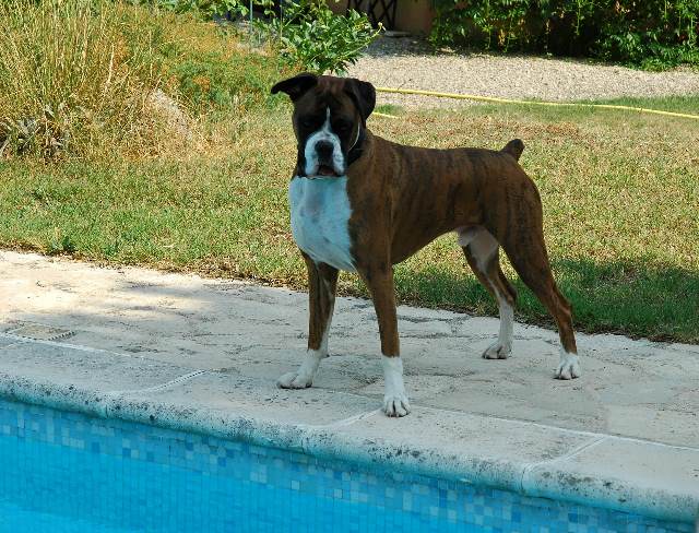 Poolside again