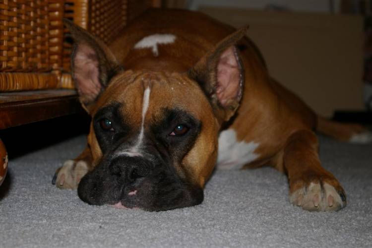 Pooped Boxer