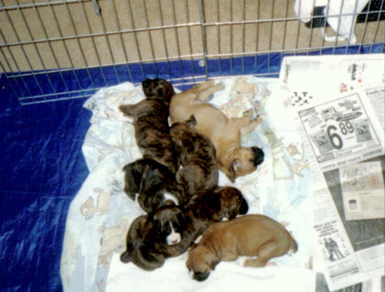 Pooped out puppies