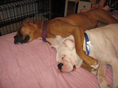 pooped poochies