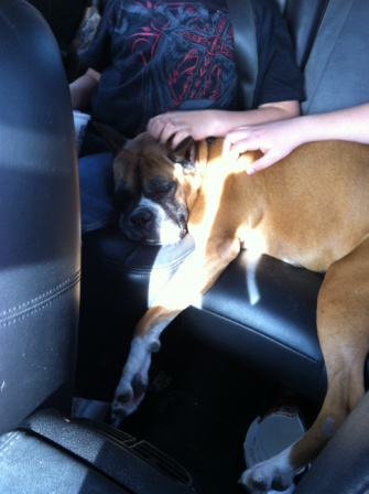 Pooped puppy