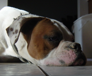 Pooped
