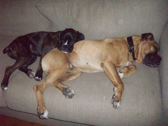 Pooped_out_after_playtime
