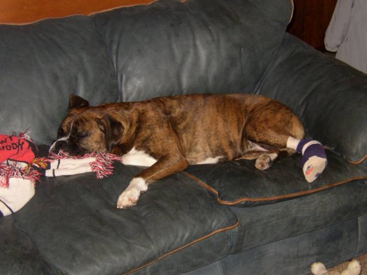Poor Injured Nala