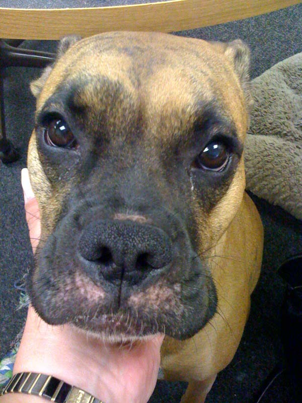 Poor Lily's Raw Face
