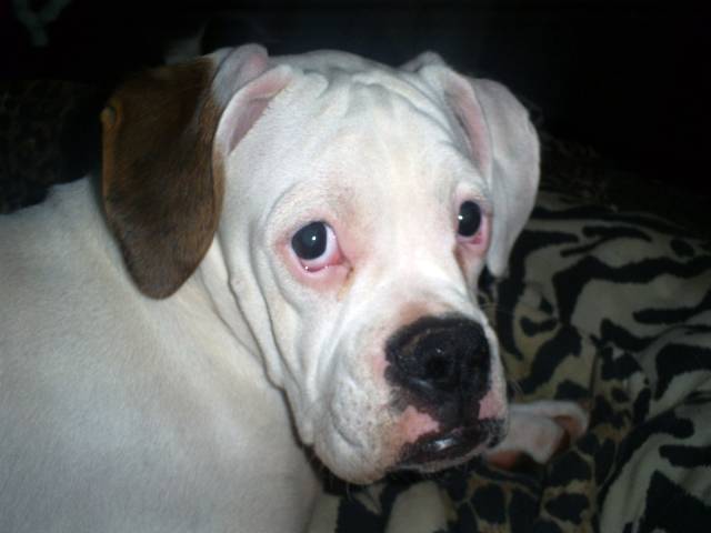 Poor Poor Pitiful me.. Sequoia