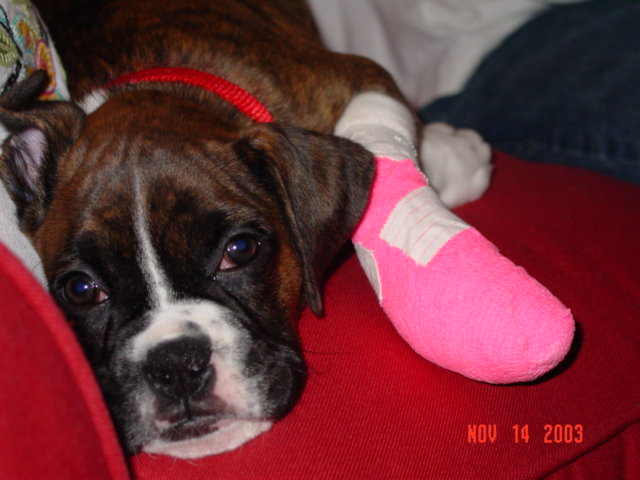 Poor Sadie