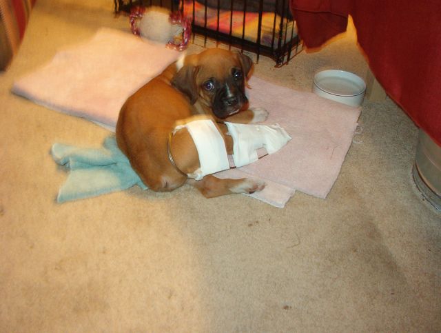 Poor Samson