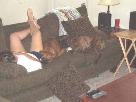 poor tired doggies!