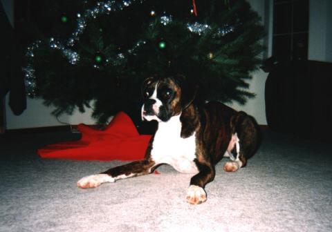Popcorn, Christmas 2003