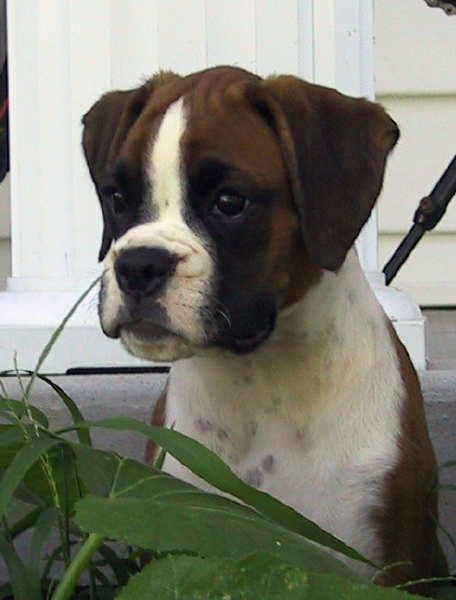 Poppins - 3 months