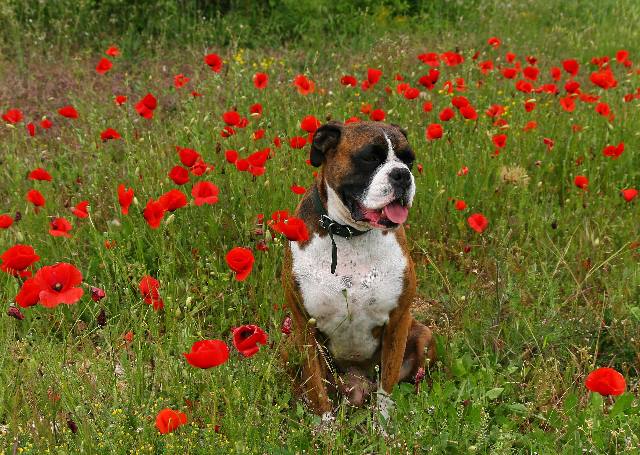 Poppy field