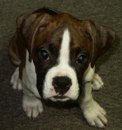 Pops.....can I have a treat?