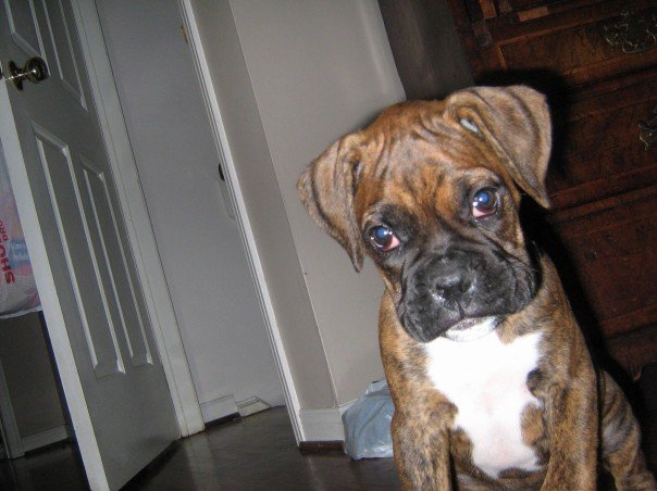 Porter, 10 weeks.