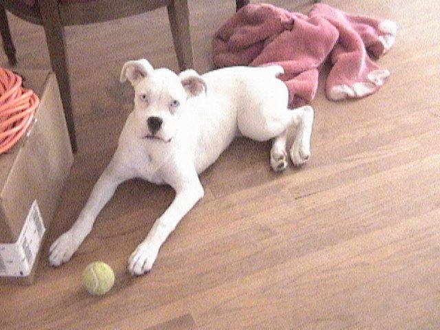Portia