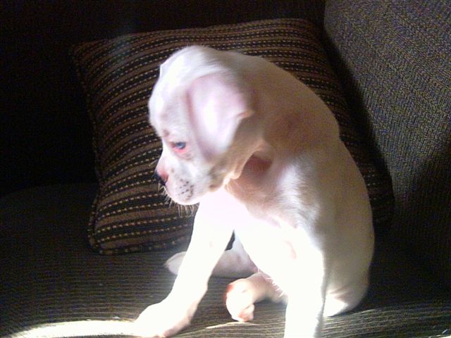 Portia