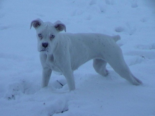 Portia's First Snowfall