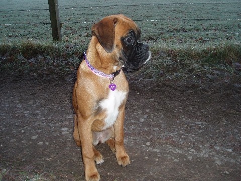 Posh new collar...