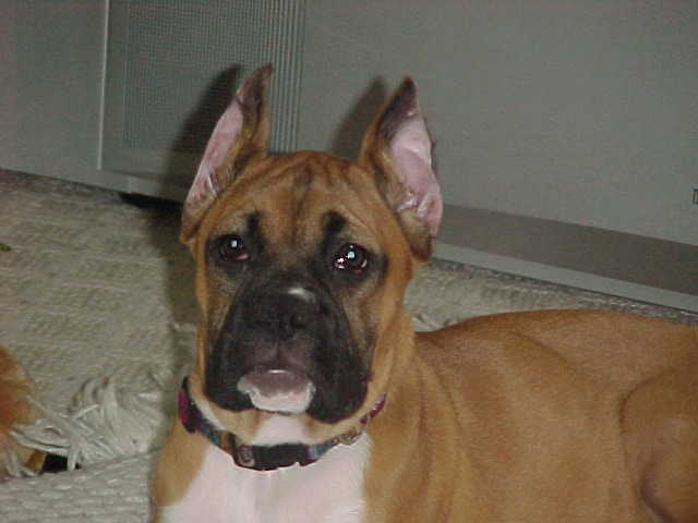 Post op ears 2 weeks