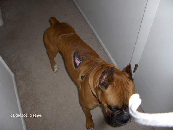 Potential addition to boxer family.