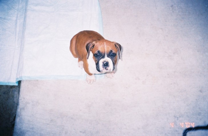 potty training