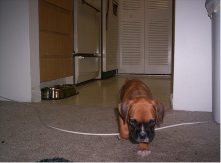 Pounce mode! - Darlin as puppy