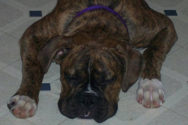 Poutty pup