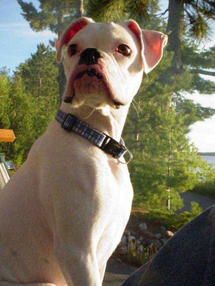 Prancer on the look-out