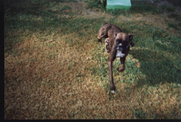 Prancing Boxer