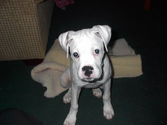 Precious Angel