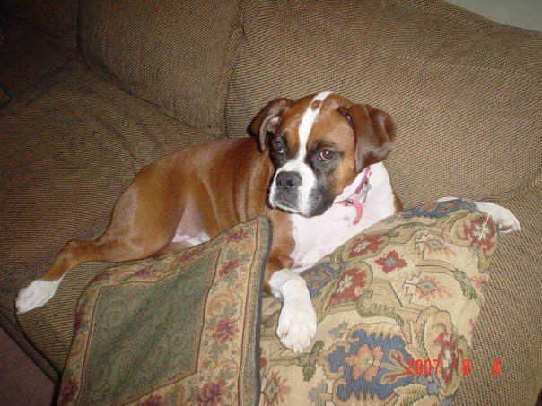 Precious Tess