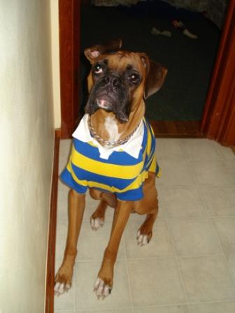 Preppy Brutus