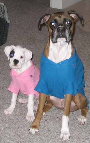 Preppy_Pups_4_