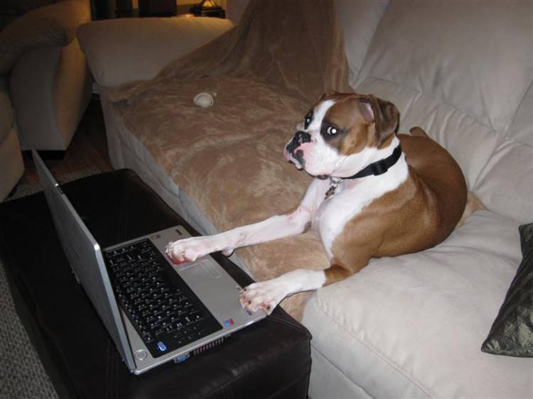 Presley logging onto BoxerWorld.com!