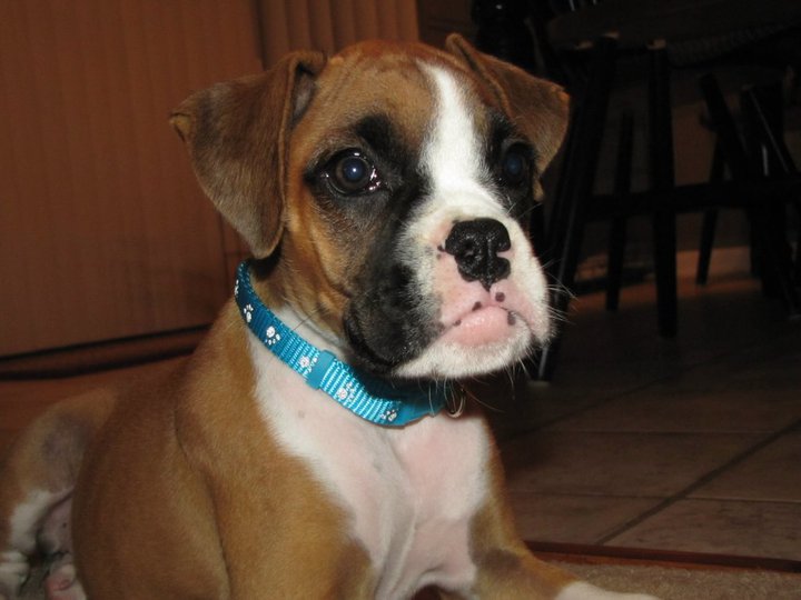 Presley
