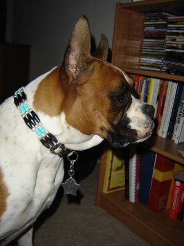 Pretty Collar
