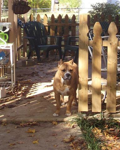 pretty cosmo dog