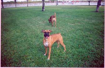pretty dog